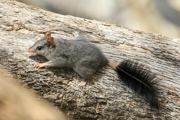 The Brush-tailed Phascogale (Phascogale tapoatafa) is a small carnivorous marsupial with a a grey...