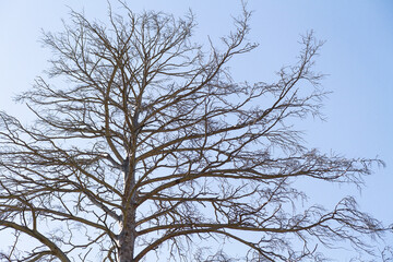 Dry bare branches of old tree against blue sky background. Stock photography.