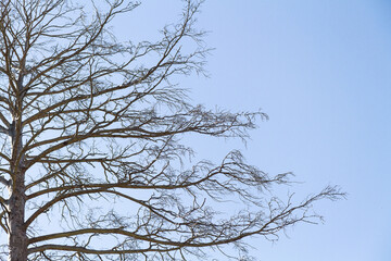 Dry bare branches of old tree against blue sky background. Stock photography.