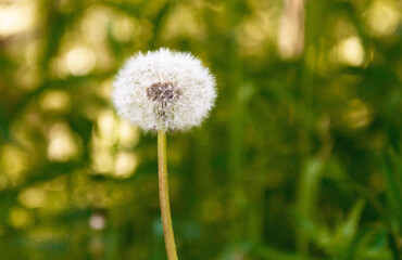Close up dandelion seeds in the morning sunlight across fresh green background. Stock photography.