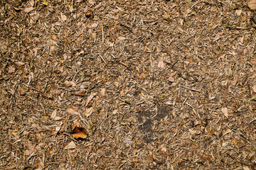 Dry autumn leaves orange and brown colors texture. Colorful autumn fallen dried leaves on brown forest soil background. Dry leaf on ground is beauty pattern in garden forest.