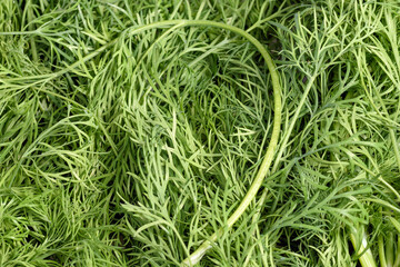 Sprigs of freshly cut green dill are spread out on a flat surface