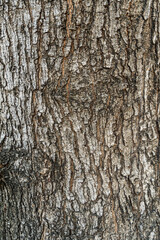 Seamless dry bark tree texture wallpaper. Cracked rough tree bark background. Relief wood abstract texture of an old tree bark. Aging rugged closeup tree bark may used as wood and abstract background.