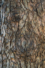 Seamless dry bark tree texture wallpaper. Cracked rough tree bark background. Relief wood abstract texture of an old tree bark. Aging rugged closeup tree bark may used as wood and abstract background.