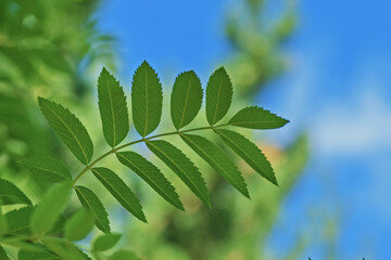 A sprig of mountain ash close up against the summer sky