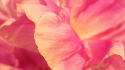 Close-up of paeonia lactiflora petals