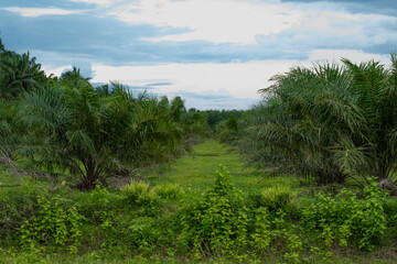Fototapeta na wymiar landscape with palm oil plantations and sky