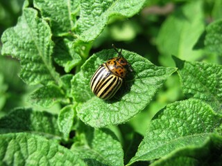 colorado potato beetle