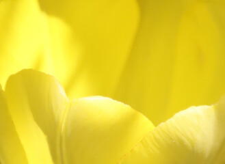Abstract yellow tulip background.