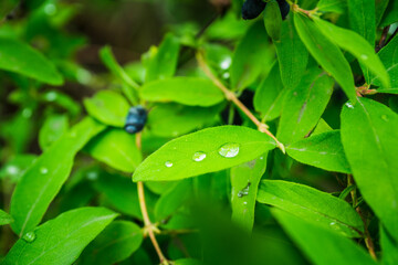 Ripe honeysuckle berries on the bush. Selective focus. Shallow depth of field.