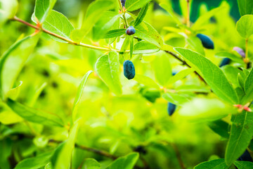 Ripe honeysuckle berries on the bush. Selective focus. Shallow depth of field.