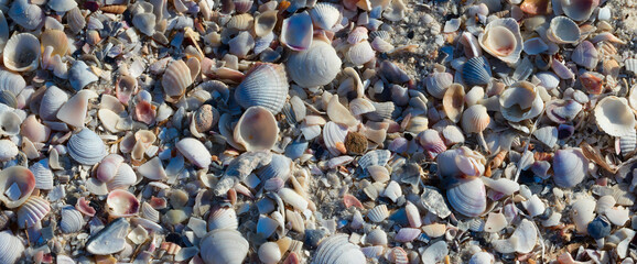 Natural background of broken seashells on beach at sunny summer day