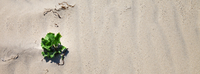 Deserted sand beach and single green plant