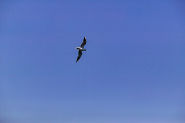 ３月の横浜港を飛ぶカモメ。