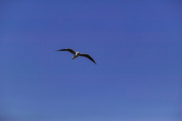３月の横浜港を飛ぶカモメ。