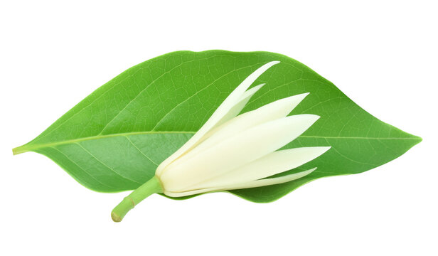 White Chempaka Flowers with leaves on white background.