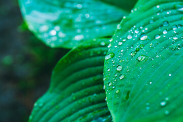 Obraz premium Beautiful leaves of hosta plant with water drops in the garden. Selective focus. 
