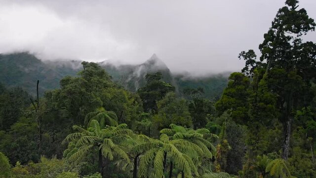 Misty mountains of the coromandel ranges, New Zealand