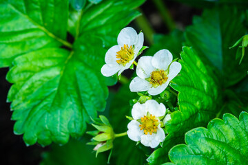 Blooming strawberry plant in the garden. Selective focus.