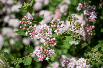 Close up view of pretty pink buds and blossoms on a compact spirea (spiraea) bush in early summer, on a sunny day