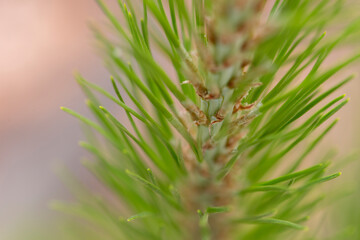 young pine tree brunch macro with and a blurred background