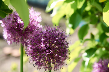 Blooming purple organic decorative bow. Allium rosenbachianum.