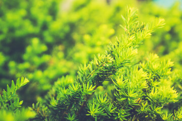 Taxus baccata (Yaw tree) bush in the garden. Selective focus.