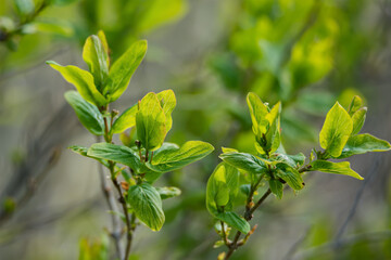 Bushes in a spring.
