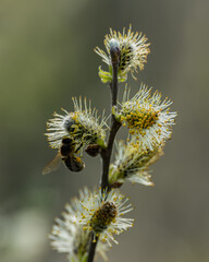 Willow tree in a spring.