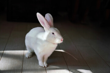 white rabbit on a black background with sunlight 