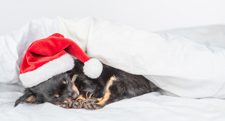 Cute Toy terrier puppy wearing red santa's hat lies under blanket on a bed at home. Empty space for text