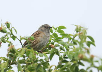 A Dunnock, Prunella modularis, or Hedge Sparrow perching on a branch of a Dog Rose bush.