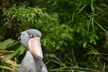 ハシビロコウ～考え中