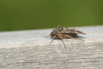 A pretty Silver Y Moth,  Autographa gamma, perching on a wooden post.