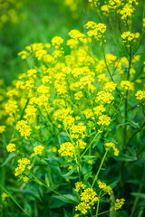 Fototapeta premium Blooming mustard plant on the field. Selective focus. Shallow depth of field. 