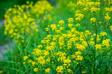 Blooming mustard plant on the field. Selective focus. Shallow depth of field.
