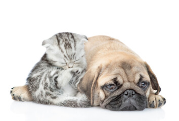 Obraz premium Sad Pug puppy lies with scottish kitten. Kitten washing and cleaning itself. Isolated on white background