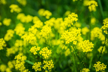 Blooming mustard plant on the field. Selective focus. Shallow depth of field.
