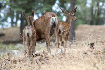 Deer Family