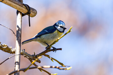 Blaumeise