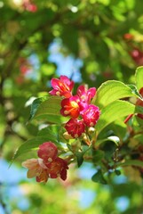 初夏のハコネウツギ