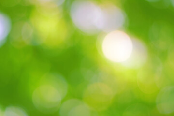 Obraz premium Streszczenie naturalne zielone tło bokeh