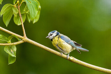 Blaumeise
