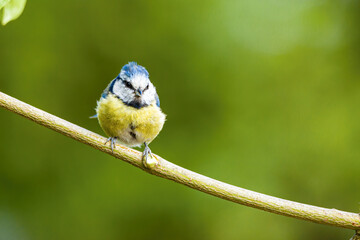 Blaumeise