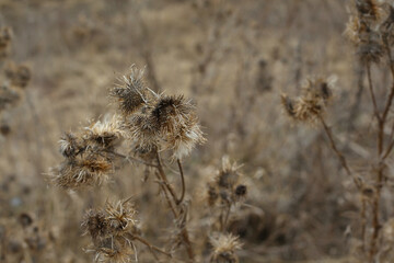 Umbrella-shaped plant with thorns. Dried plant. Herbarium in vivo. Macro photo. Small details close up.