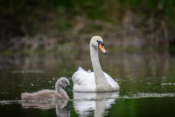 Mute swan Cygnus olor with baby. Cygnets on summer day in calm water. Bird in the nature habitat © Uliana