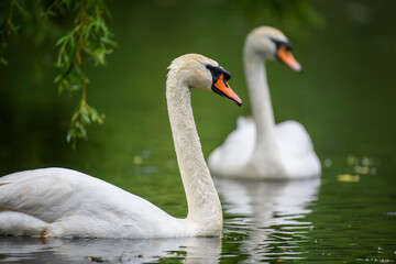 Mute swan (Cygnus olor) on summer day in calm water. Bird in the nature habitat