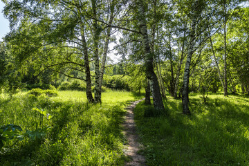 Path leading through the park on a summer day