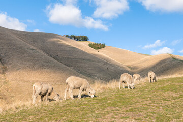 Fototapeta premium New Zealand rural landscape with flock of grazing merino sheep