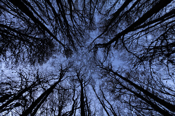 Low angle shot in a forest. Looking up trees